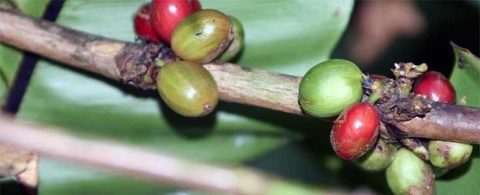 Kaffe – den himmelske duft