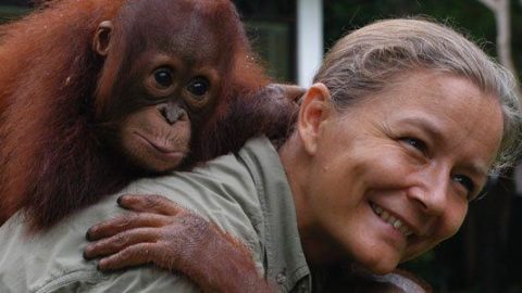 At bo med orangutangerne