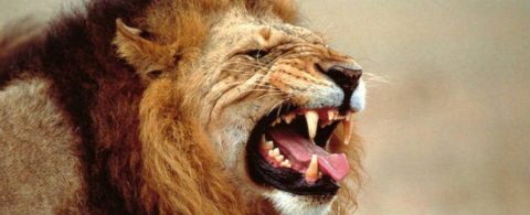 Hvor skal jeg tage hen på safari?