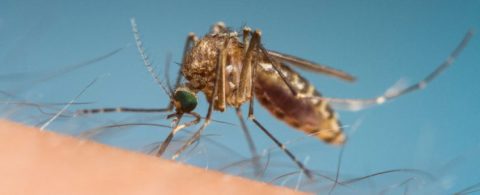 Myggespray – Hvordan undgås myggestik? Er DEET farligt?