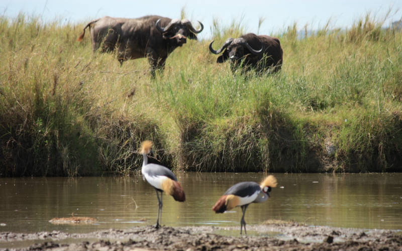 Det fantastiske dyreliv i Afrika